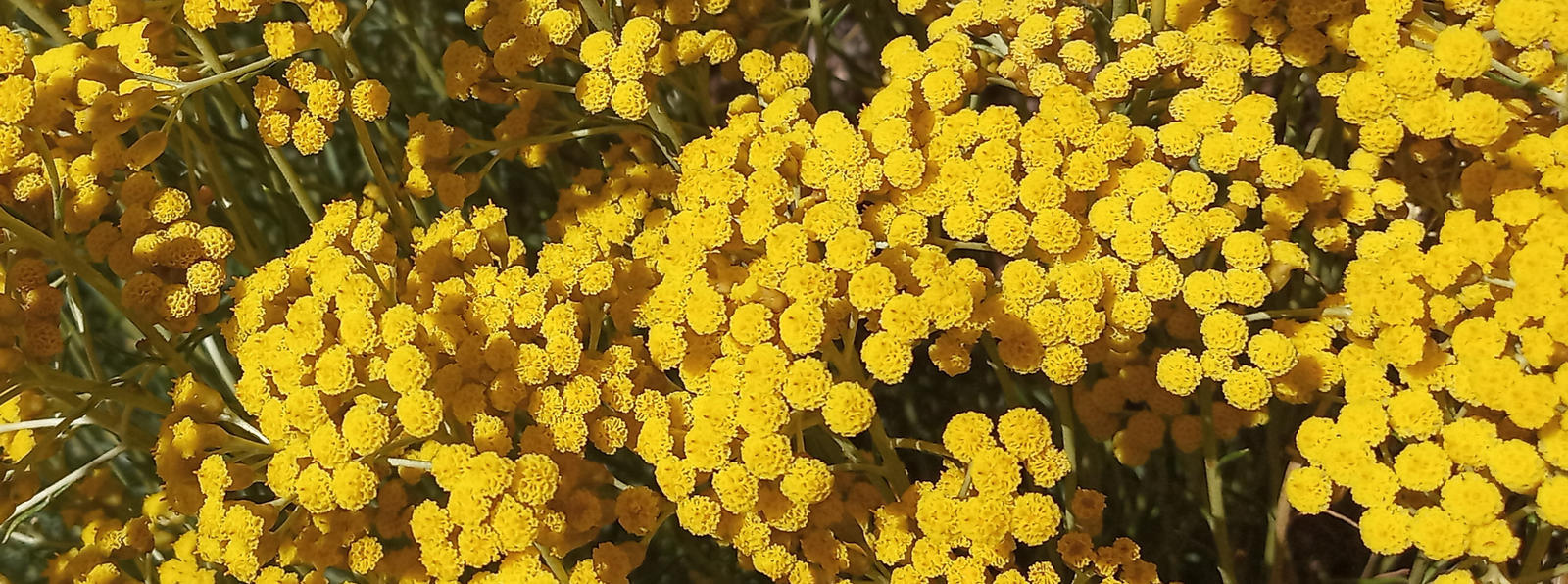 Autour de la Fleur d'Immortelle