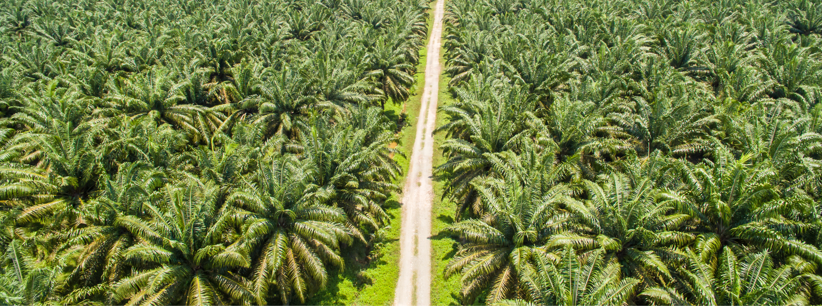 Sans huile de Palme