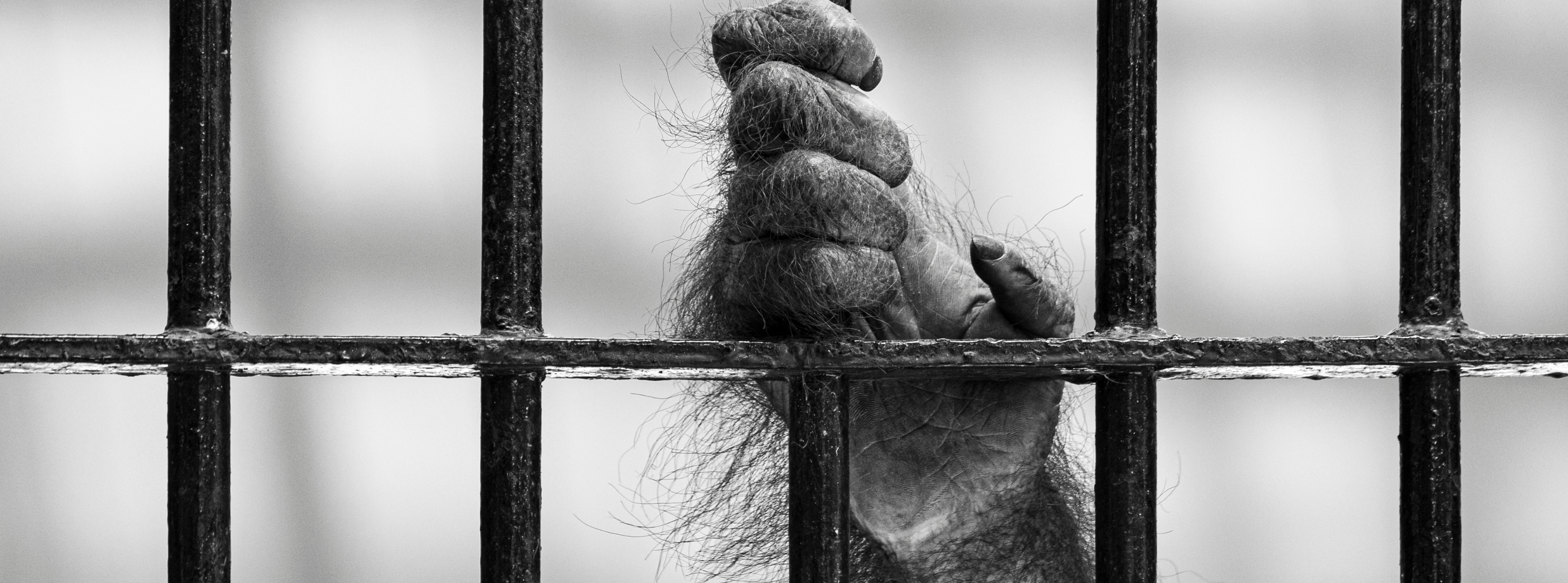 Récolte de noix de coco par des singes esclaves